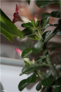 3d495811-IMG_6394 adenium.jpg
